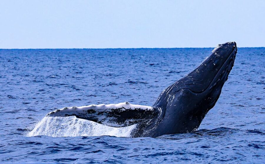 Naha, Okinawa: Kerama Islands Half-Day Whale Watching Tour - What the guides add to the outing
