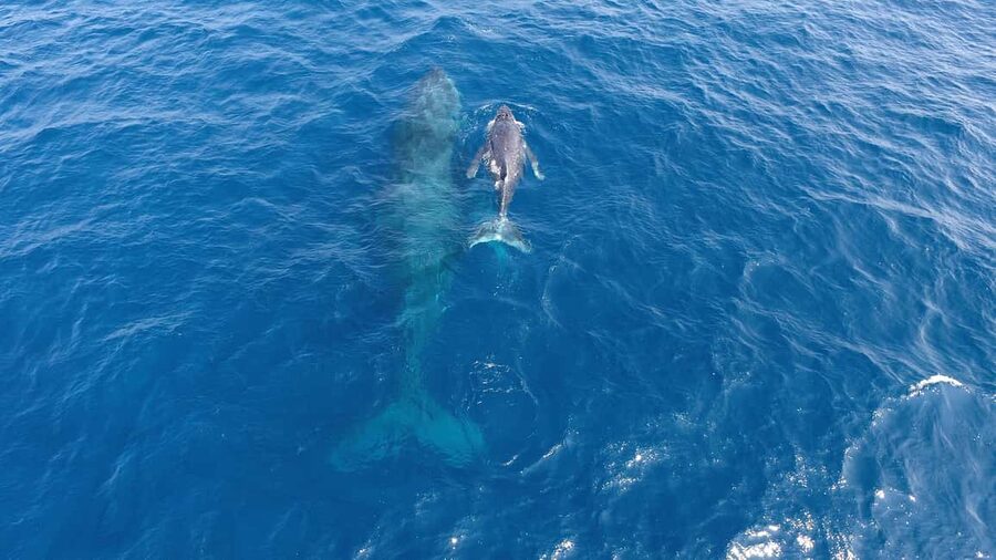 Naha, Okinawa: Kerama Islands Half-Day Whale Watching Tour - Who will enjoy this most