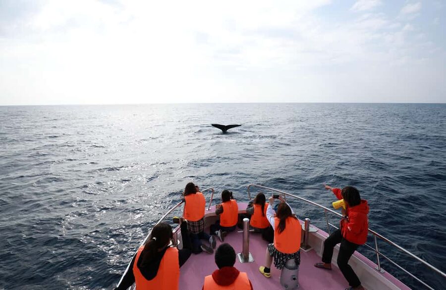Naha, Okinawa: Kerama Islands Half-Day Whale Watching Tour - FAQ