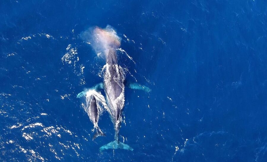 Naha, Okinawa: Kerama Islands Half-Day Whale Watching Tour - Meeting Okinawa’s winter humpbacks