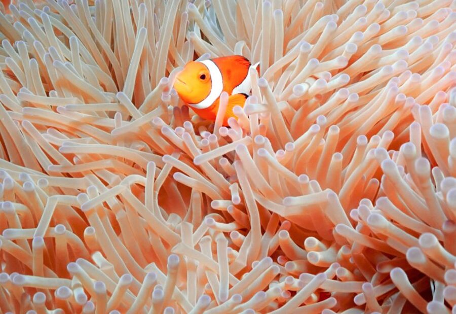 Naha, Okinawa: Keramas Island Snorkeling Day Trip with Lunch - Who will enjoy this trip most?