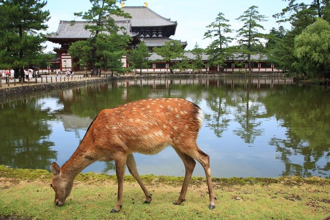 Nara 6hr Private Tour with Government-Licensed Guide - Key points for planning your Nara day