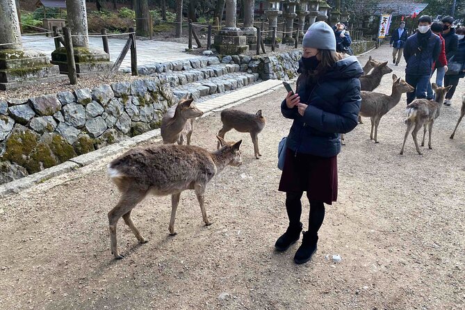 Nara 6hr Private Tour with Government-Licensed Guide - Horyu-ji: the best choice for serious history fans