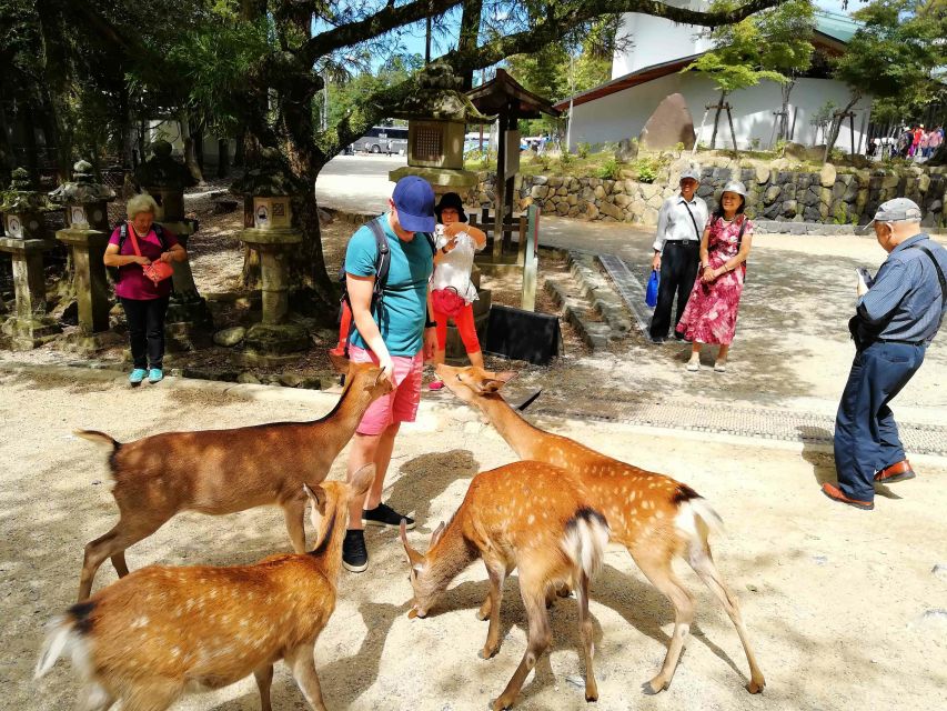 Nara: City Highlights Shared Group or Private Bike Tour - Nara Park, deer, and quieter corners