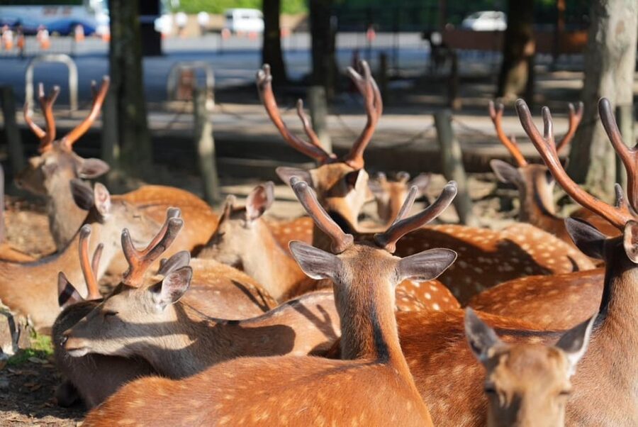 Nara Early Bird Tour (Kyoto Departure Option Available) - Nara Park and the famous deer