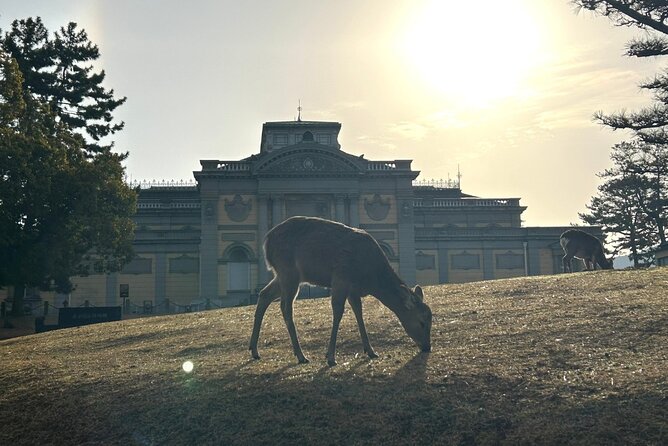 Nara Early Morning Tour (Kyoto or Osaka Departure Available) - Nara Park is more than a deer photo stop