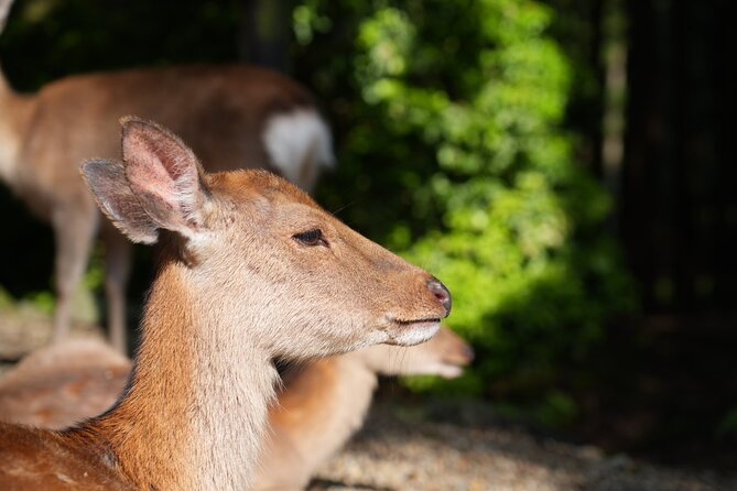 Nara Early Morning Tour (Kyoto or Osaka Departure Available) - What the $61.02 price really covers