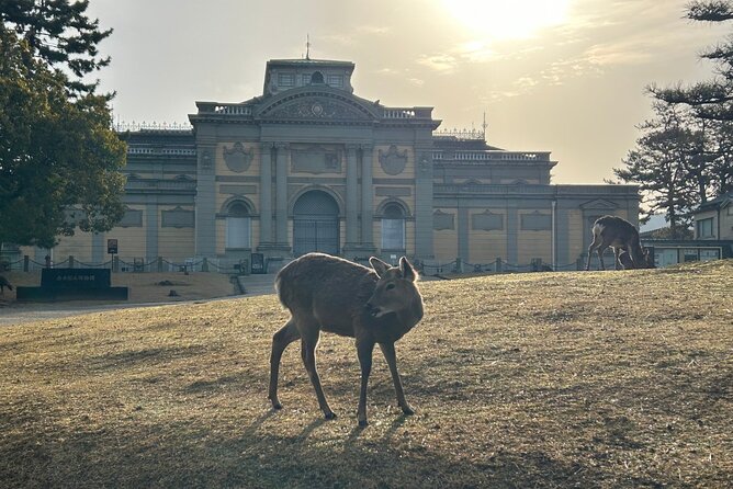 Nara Early Morning Tour (Kyoto or Osaka Departure Available) - The pace, group size, and guide style