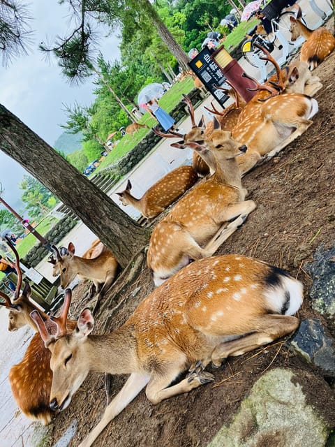 Nara: Essential Private Tour with Deer Park and Temples - Meeting Masa at Kintetsu Nara Station