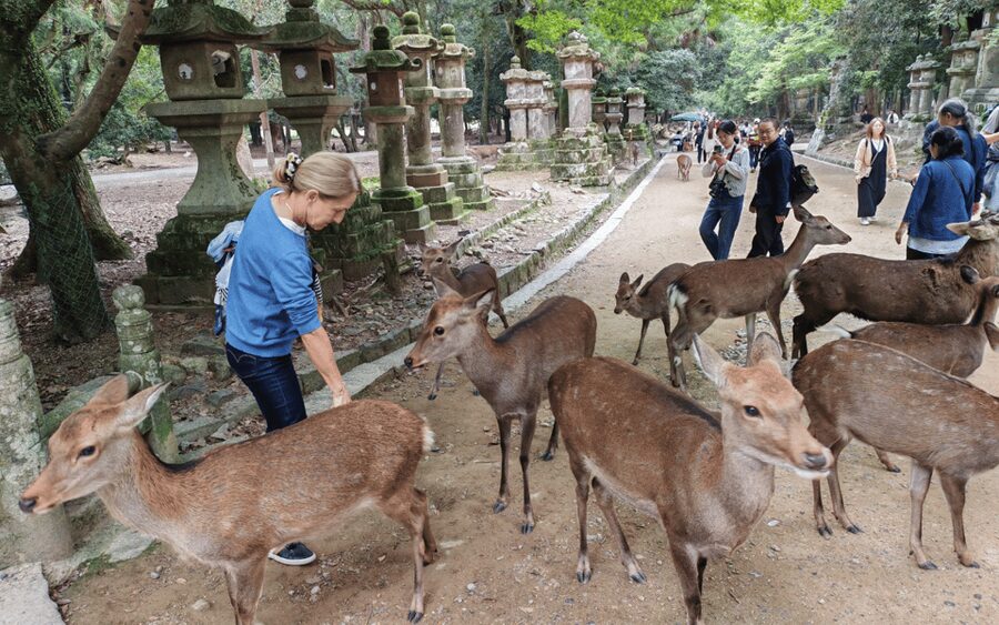Nara: Great Buddha, Kasuga Shrine & Deer Park Tour - Meeting Nara’s deer in Nara Park