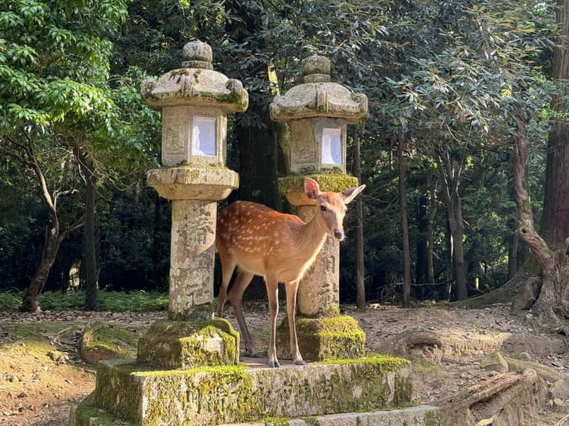 Nara: Great Buddha, Kasuga Shrine & Deer Park Tour - Following the lantern paths at Kasuga Taisha