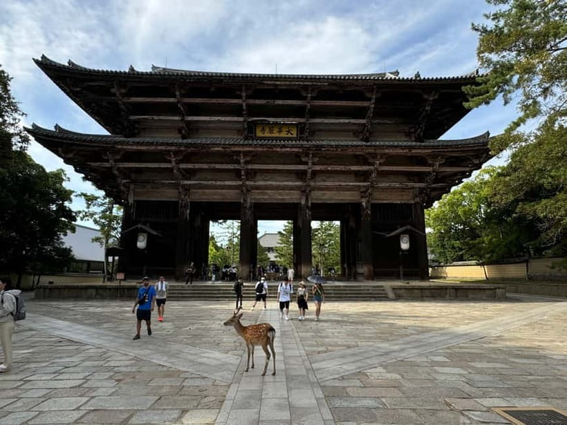 Nara: Great Buddha, Kasuga Shrine & Deer Park Tour - Walking, weather, and the three-hour pace