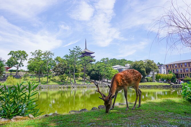 Nara Half Day Trip Walking Tour (Private Option Available) - Why this five-hour Nara walk works well