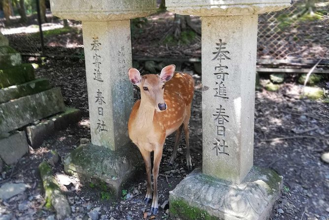 Nara Half Day Trip Walking Tour (Private Option Available) - Kofuku-ji and the five-story pagoda