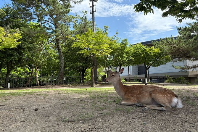 Nara Highlight Walking Tour with Furoshiki Experience with Lunch - How the guide and group size shape the day