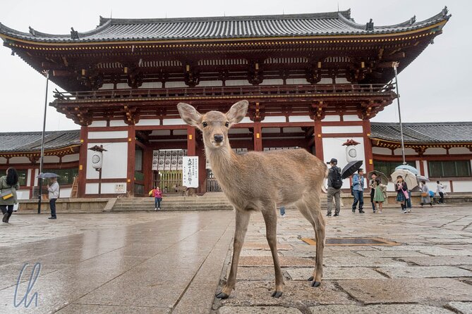 Nara Park, Osaka & Kobe from Kyoto Full Day tour - Osaka Castle: a one-hour look at a major symbol