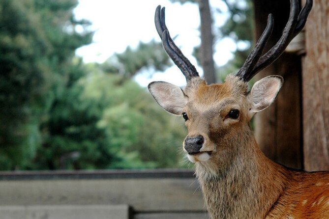 Nara Private Tour: Flexible Pickup from Kyoto, Osaka, or Nara - Nara Park and the deer: start with the city’s most famous scene