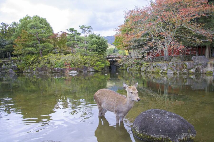 Nara: Private Walking Tour with a Local - Famous Nara sights, with room to change course