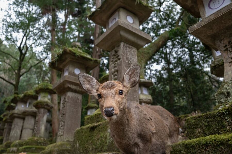 Nara: Todai-ji y parque de Nara (Spanish Guide) - Meeting Nara’s deer in the park
