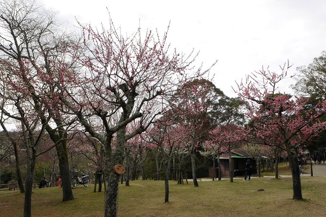 Nara Todaiji Kasuga Taisha Private Full Day Tour From Kyoto - Nara Park and its free-roaming deer