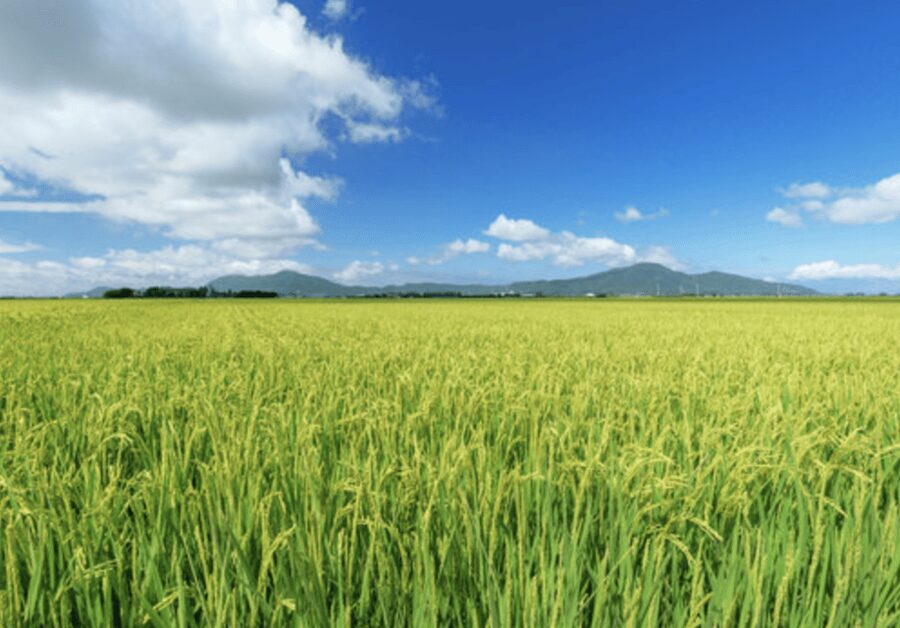Niigata Private Custom Tour with Local Guide - Why a private Niigata tour makes sense