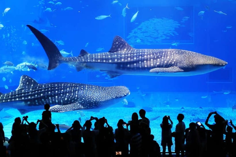 Okinawa: Churaumi Aquarium, Ryukyu Village & Manza Bus Tour - Manza Cape and the Elephant-Shaped Rock