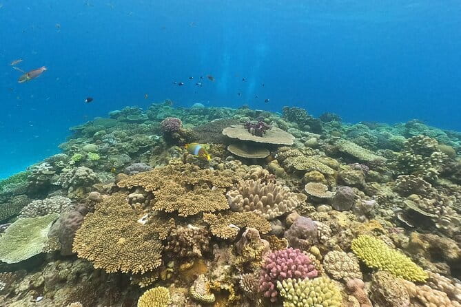 Okinawa: Discover SCUBA Diving 2 Dives at Minna, Sesoko or Motobu - Choosing among Minna, Sesoko, and Sakimotobu