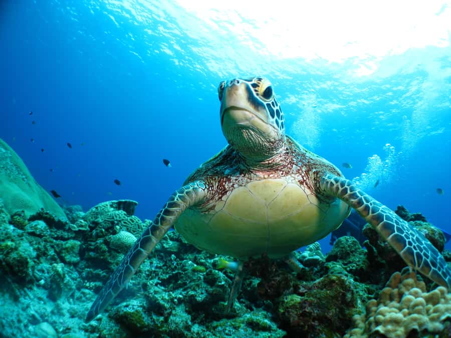 Okinawa: From Naha: Kerama Islands 1-day snorkeling tour - Seasonal whale watching and New Year extras