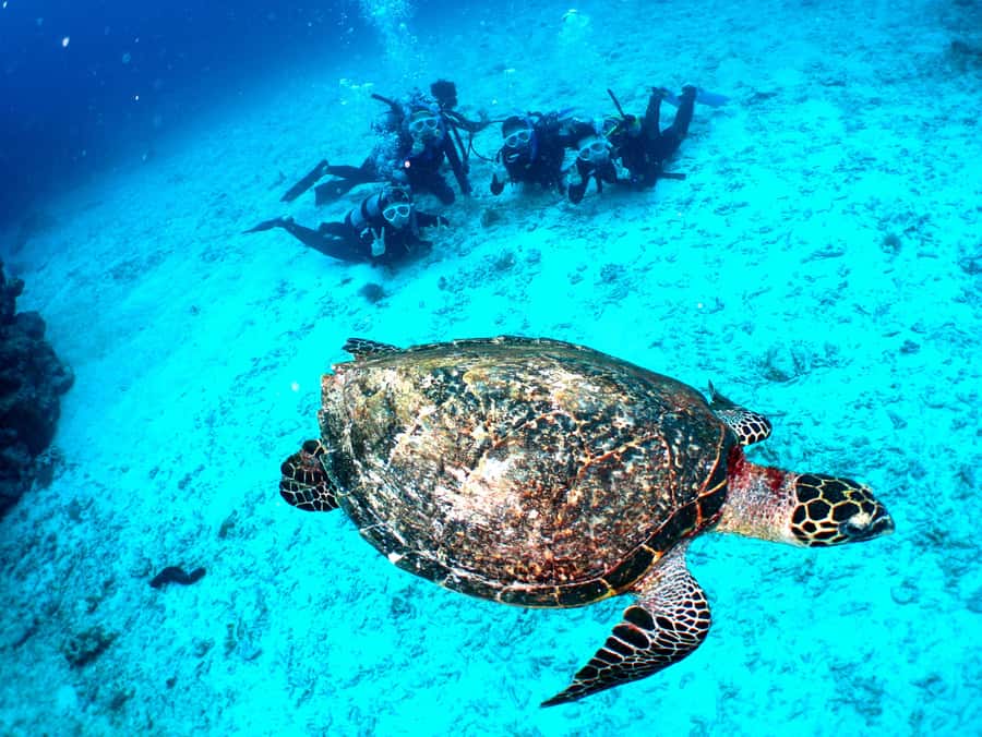 Okinawa: From Naha: Kerama Islands 1-day snorkeling tour - Who should book this Naha snorkeling tour?