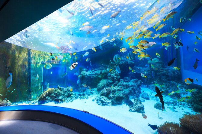 Okinawa HIP-HOP BUS B - 1 Course Tour (Okinawa Churaumi Aquarium) - Why this bus tour works for a north Okinawa day