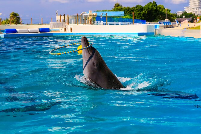 Okinawa HIP-HOP BUS B - 1 Course Tour (Okinawa Churaumi Aquarium) - Is $59.46 good value?