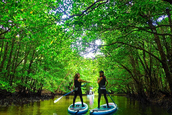 Okinawa Iriomote Mangrove SUP or Canoe Tour - Two hours among roots, channels, and quiet water