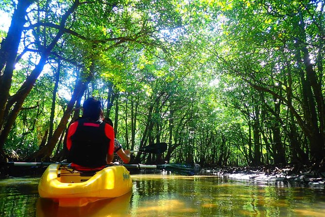 Okinawa Iriomote Mangrove SUP or Canoe Tour - Who will enjoy it most, and who should think twice