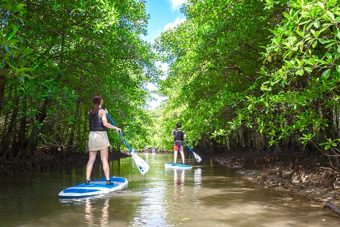 Okinawa Iriomote Mangrove SUP or Canoe Tour - Should you book this Iriomote mangrove tour?