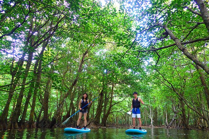 Okinawa Iriomote Mangrove SUP or Canoe Tour - SUP or canoe: choosing the better fit