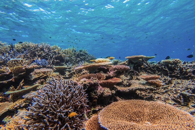 Okinawa Iriomote Snorkeling Tour at Coral Island - Why Barasu Island makes this short tour worthwhile