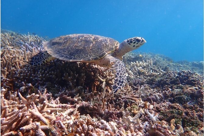 Okinawa Iriomote Snorkeling Tour at Coral Island - What happens on Barasu Island