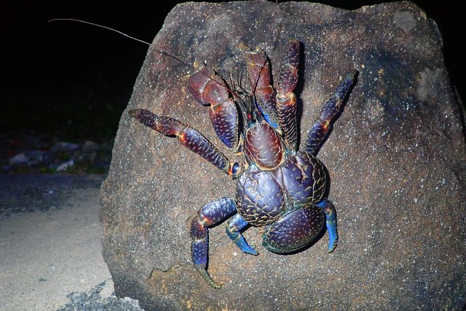 Okinawa Iriomotejima Night Adventure Tour - Key points to know before booking