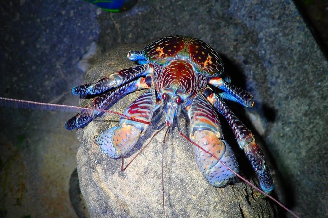 Okinawa Iriomotejima Night Adventure Tour - Coconut crabs and fireflies are the strongest wildlife draw