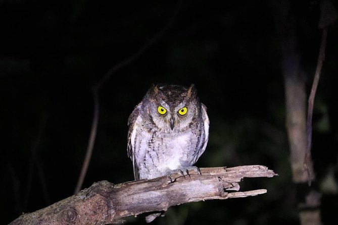 Okinawa Iriomotejima Night Adventure Tour - Stargazing gives the tour a second way to succeed