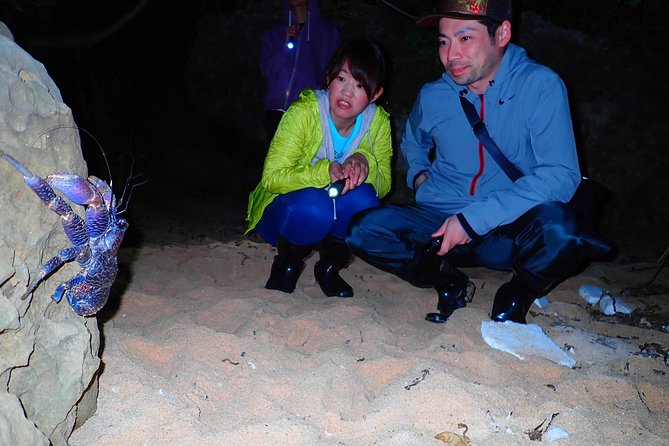 Okinawa Iriomotejima Night Adventure Tour - The Iriomote cat should remain a lucky extra
