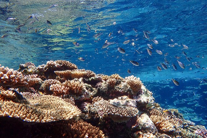 Okinawa Ishigaki Kabira Bay SUP or Canoe and Blue Cave Snorkeling - Snorkeling at the Blue Cave