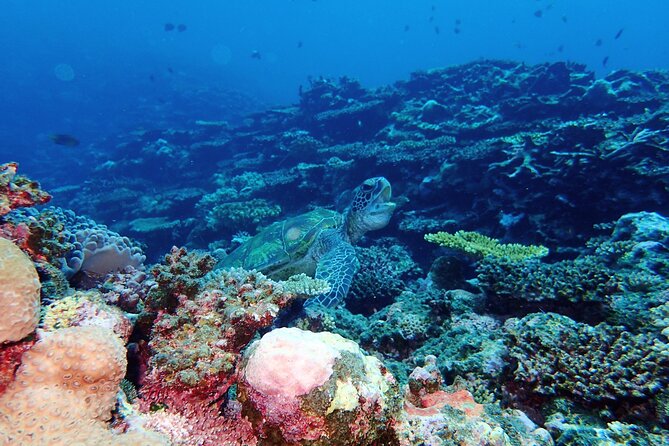 Okinawa Ishigaki Phantom Island and Blue Cave Snorkeling - Phantom Island and the shifting sandbar