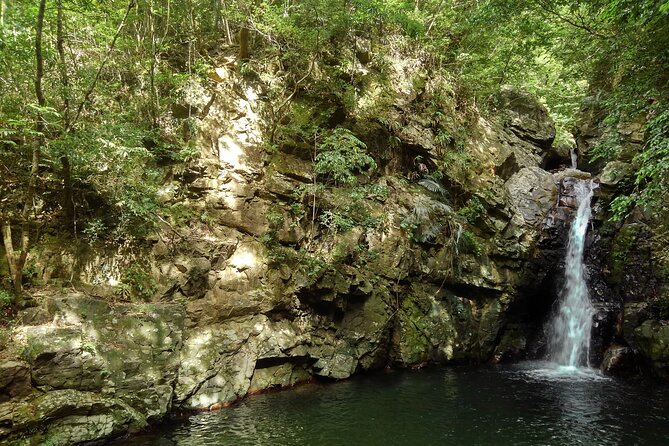 Okinawa Jungle Trails & Waterfalls – Private Yanbaru Tour - Entering Yanbaru’s jungle river