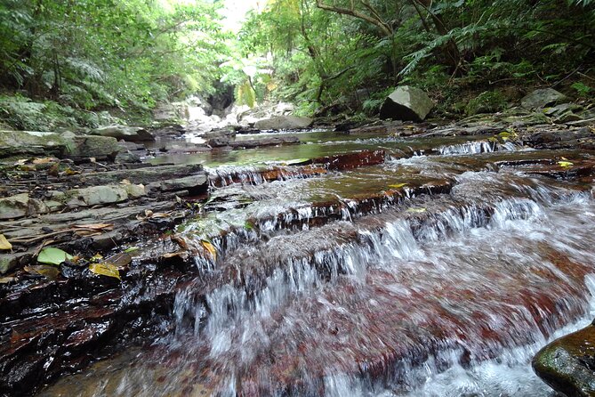 Okinawa Jungle Trails & Waterfalls – Private Yanbaru Tour - Difficulty, footwear, and what to wear