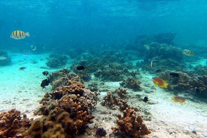 Okinawa: Kayak & Snorkel, Private Tour in Yanbaru - What the $137.94 price includes