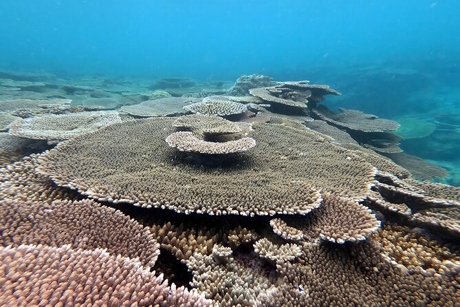 Okinawa: Kayak & Snorkel, Private Tour in Yanbaru - Who will enjoy this Okinawa kayaking trip