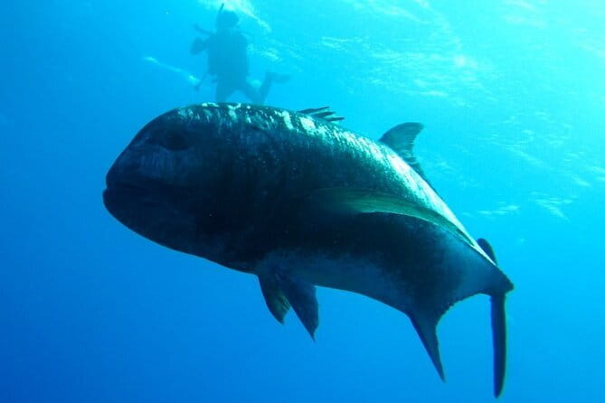 Okinawa:Kerama Islands experience Diving/Snorkeling/WhaleWatching - A full morning on the Kerama sea