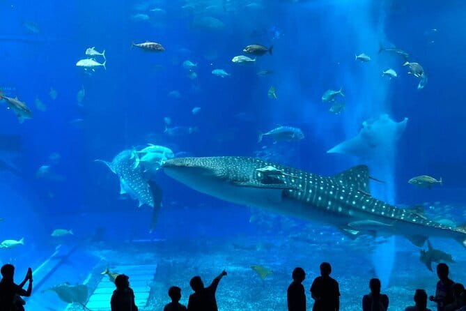 Okinawa:Kerama Islands experience Diving/Snorkeling/WhaleWatching - Photos, safety, and the small practical details