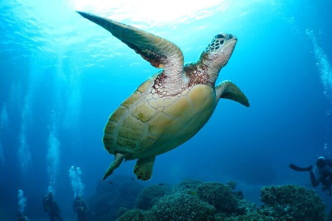 Okinawa:Kerama Islands experience Diving/Snorkeling/WhaleWatching - What the first scuba session feels like